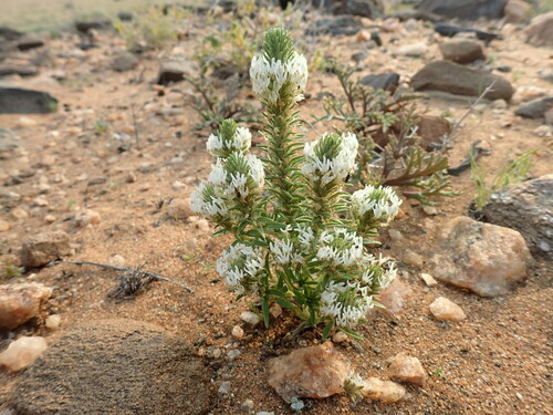 Image of Hebenstretia parviflora by (c) Mahomed Desai, some rights reserved (CC BY)