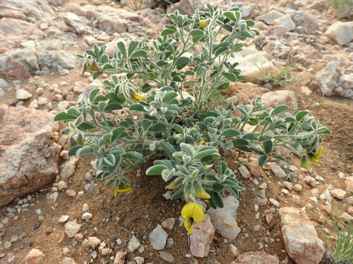 Image of Crotalaria colorata by (c) Mahomed Desai, some rights reserved (CC BY)