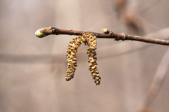 Corylus sieboldiana mandshurica