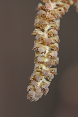 Corylus sieboldiana mandshurica