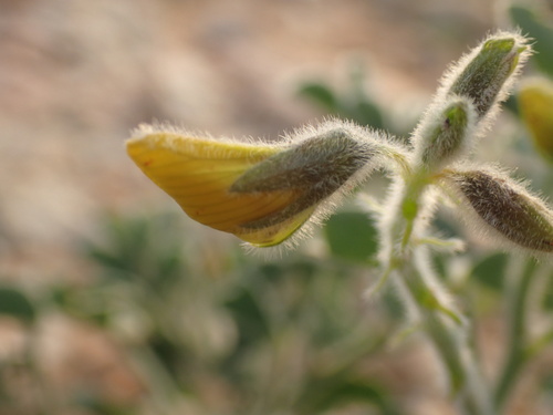 Image of Crotalaria colorata by (c) Mahomed Desai, some rights reserved (CC BY)