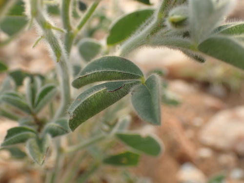 Image of Crotalaria colorata by (c) Mahomed Desai, some rights reserved (CC BY)