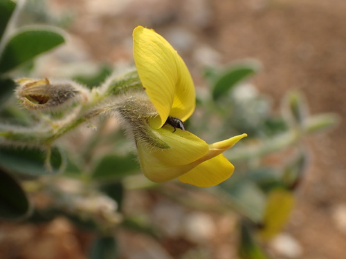 Image of Crotalaria colorata by (c) Mahomed Desai, some rights reserved (CC BY)