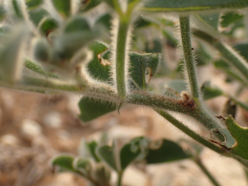Image of Crotalaria colorata by (c) Mahomed Desai, some rights reserved (CC BY)