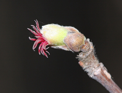 Corylus sieboldiana mandshurica