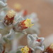 Helichrysum obtusum - Photo (c) Mahomed Desai, some rights reserved (CC BY), uploaded by Mahomed Desai