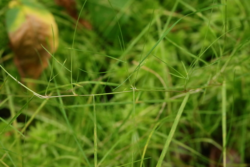 Agrostis canina iNat (3)