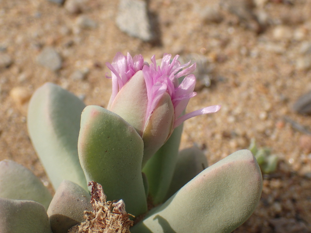 Namibia cinerea; photograph (c) Mahomed Desai, some rights reserved (CC BY)