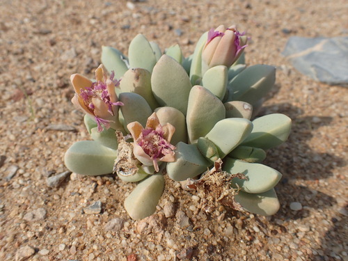 Namibia cinerea, photograph 2