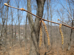 Corylus sieboldiana mandshurica
