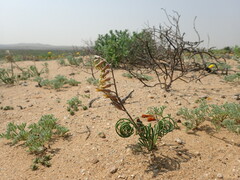 Dipcadi brevifolium