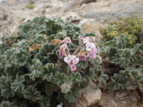 Pelargonium cortusifolium (Pelargonium cortusifolium)