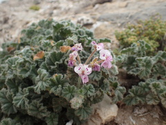 Pelargonium cortusifolium