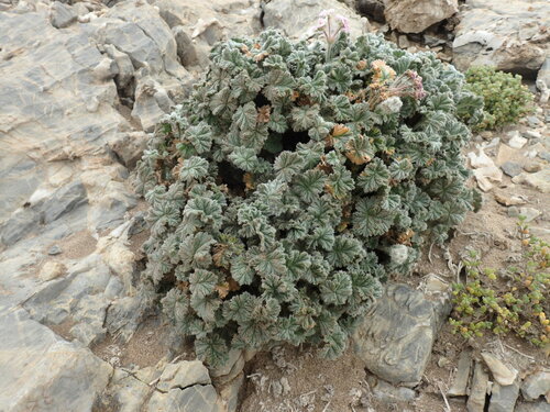 Image of Pelargonium cortusifolium by (c) Mahomed Desai, some rights reserved (CC BY)