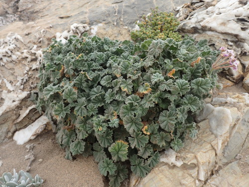 Pelargonium cortusifolium, photograph 1