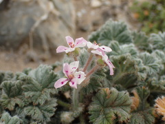 Pelargonium cortusifolium, photograph (c) Mahomed Desai, some rights reserved (CC BY)