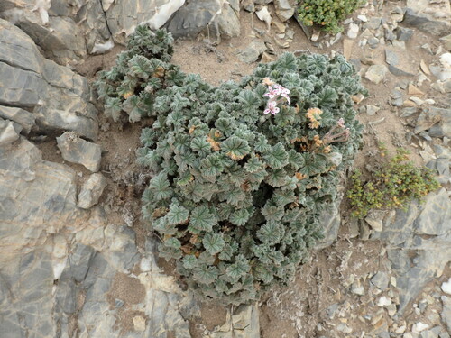 Image of Pelargonium cortusifolium by (c) Mahomed Desai, some rights reserved (CC BY)