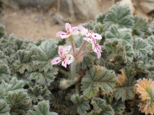 Image of Pelargonium Cortusifolium (Pelargonium cortusifolium) by (c) Mahomed Desai, some rights reserved (CC BY)