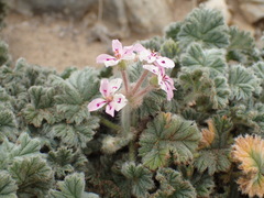 Pelargonium cortusifolium, photograph (c) Mahomed Desai, some rights reserved (CC BY)