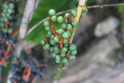 Chamaedorea seifrizii