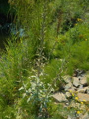 Oenothera villosa strigosa