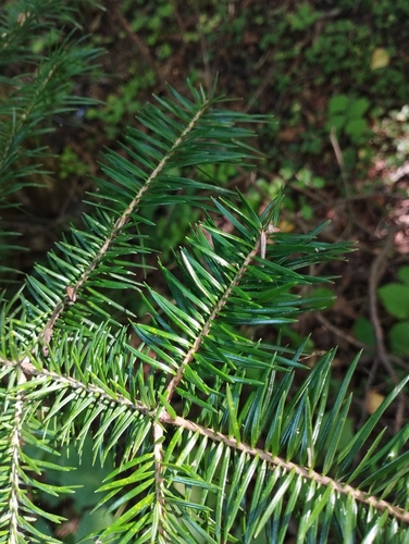 Image of Abies holophylla by (c) Tatyana Petrenko, some rights reserved (CC BY)