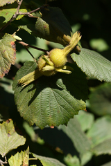 Corylus sieboldiana mandshurica
