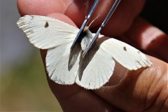 Anthocharis lanceolata