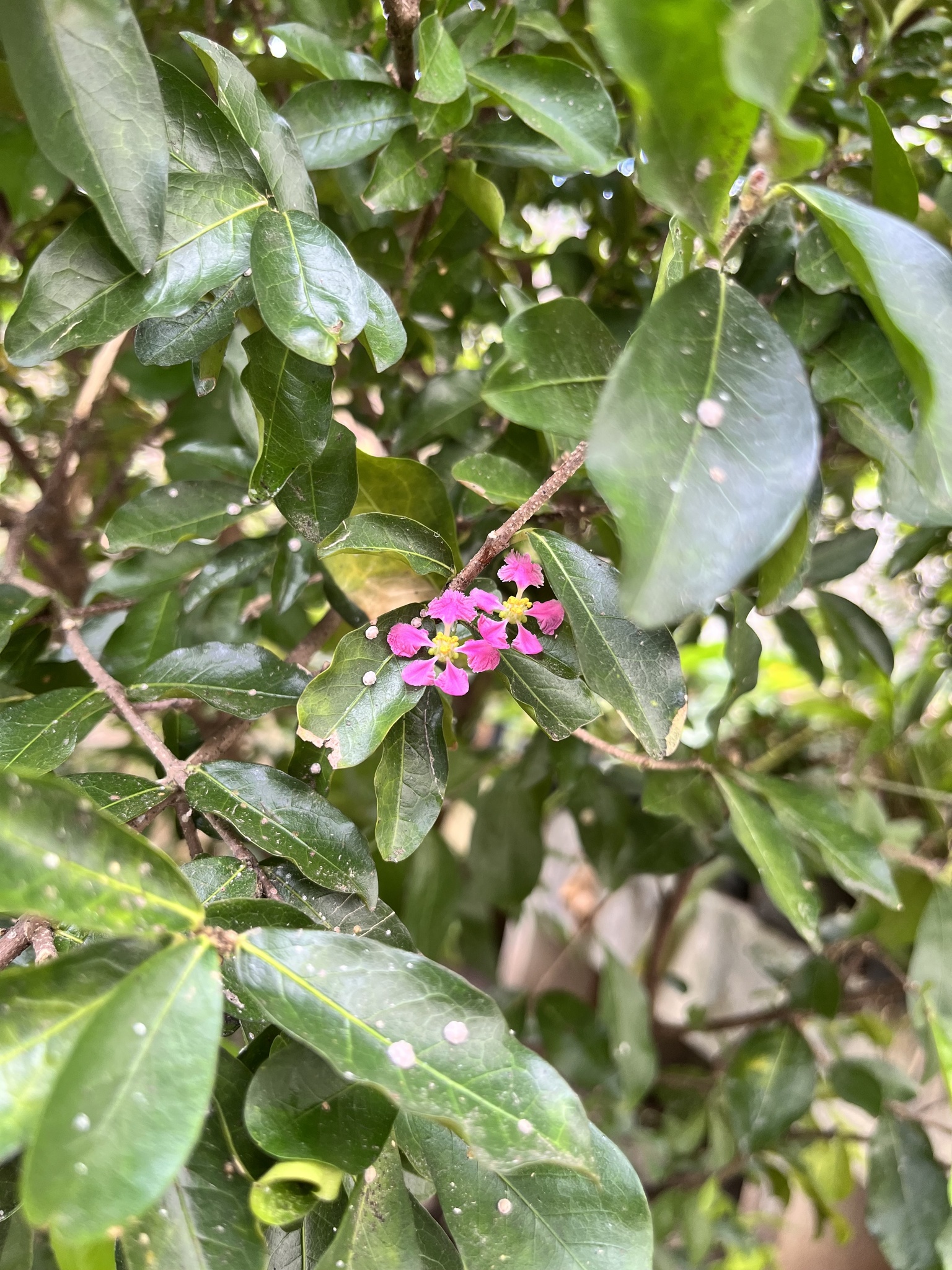 Malpighia glabra