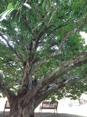 Diospyros embryopteris