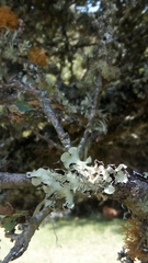 Lecanoromycetes