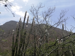 Pilosocereus leucocephalus, photograph (c) Erick Vélez Sánchez, some rights reserved (CC BY)