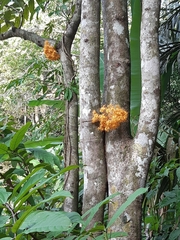 Saraca cauliflora