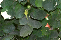 Corylus sieboldiana mandshurica