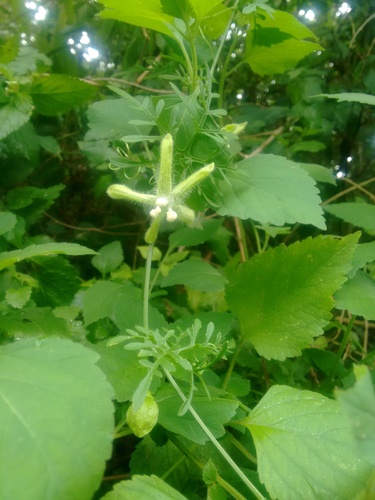 Abobra tenuifolia (Abobra tenuifolia)