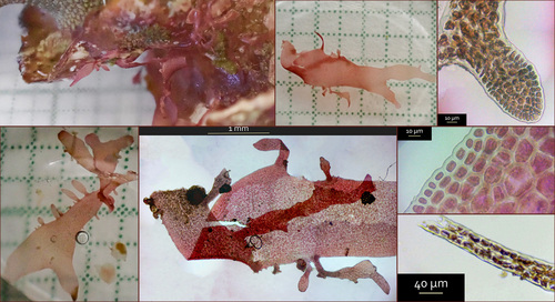 Representative image of Rhodophyllis strafforelloi