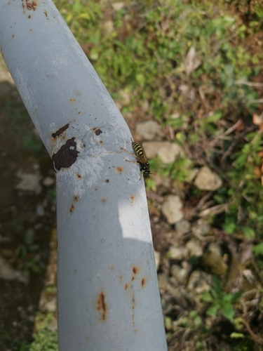 sršňovité (Polistes)