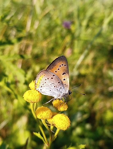 Kiseličin crvenko (Lycaena dispar)