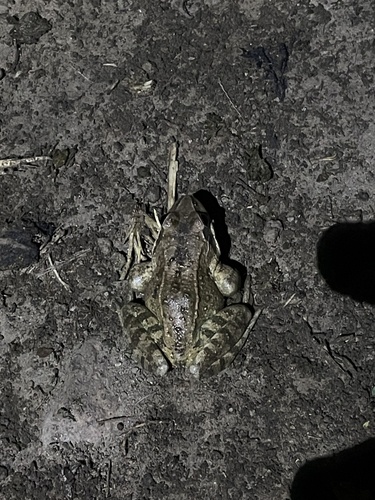 Taihang Brown Frog