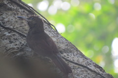 Dendrocolaptes sanctithomae