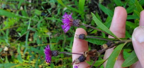 Image of Vernonia missurica by (c) Edie, some rights reserved (CC BY)
