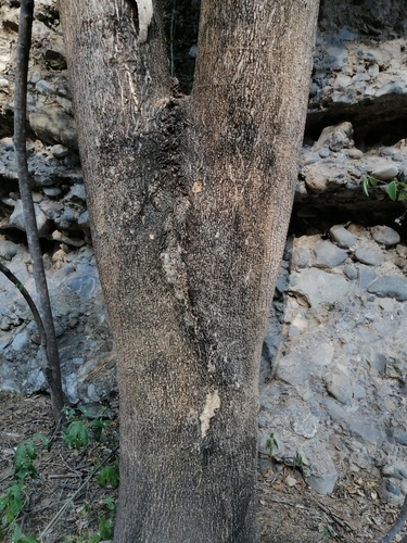 Enterolobium cyclocarpum