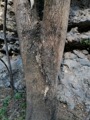 Enterolobium cyclocarpum