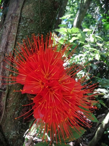 Image of Flame Tree (Brownea macrophylla) by (c) Juan Neira Rivera, some rights reserved (CC BY)