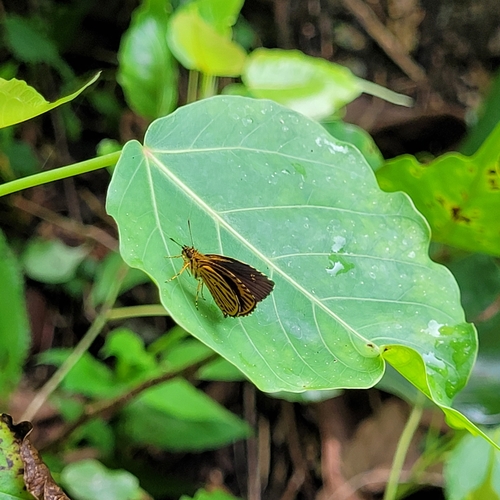 Ochus subvittatus