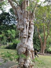 Lagerstroemia floribunda