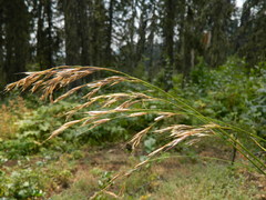 Bromus marginatus