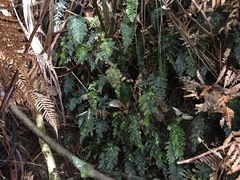 Abrodictyum elongatum