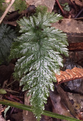 Abrodictyum elongatum