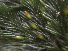 Abrodictyum elongatum